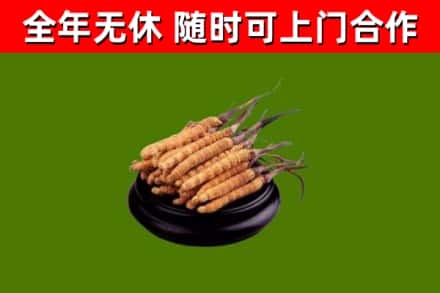 五指山烟酒回收冬虫夏草.jpg